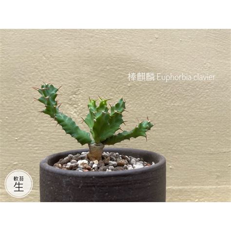 蘋果麒麟照顧|我認識的Euphorbia clavigera 棒麒麟